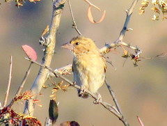 Ploceus velatus caurinus
