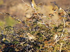 Ploceus velatus caurinus