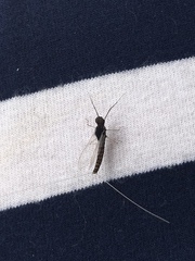 Callibaetis pictus