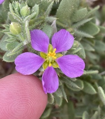 Fagonia mollis