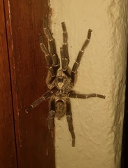 Ceratogyrus darlingi