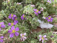 Fagonia mollis