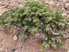 Fagonia mollis