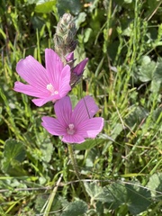 Sidalcea malviflora malviflora