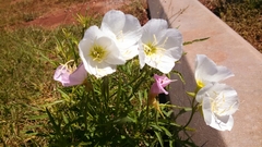 Oenothera elata hookeri