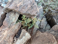 Asplenium cuneifolium