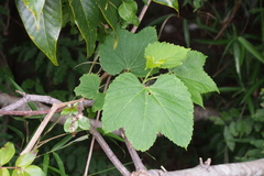 Vitis ficifolia