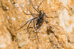 Ischyropsalis strandi