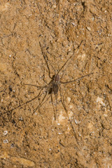 Ischyropsalis strandi