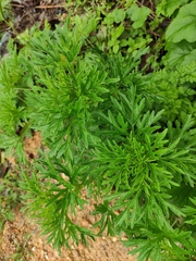Leonurus japonicus