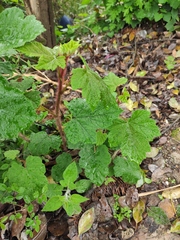 Rubus alceifolius