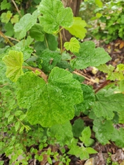 Rubus alceifolius