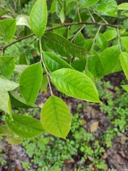 Photinia parvifolia