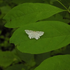 Trigrammia quadrinotaria