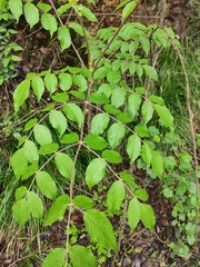 Aralia decaisneana