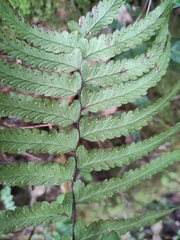 Microlepia marginata