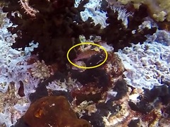 Cirrhitichthys aprinus