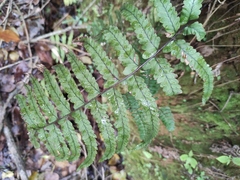 Microlepia marginata