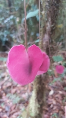 Passiflora membranacea