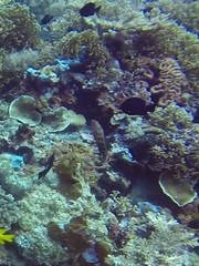 Cephalopholis urodeta