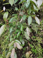 Photinia parvifolia
