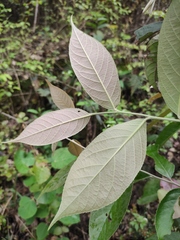 Photinia parvifolia
