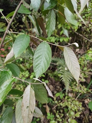 Photinia parvifolia