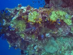 Cephalopholis cyanostigma