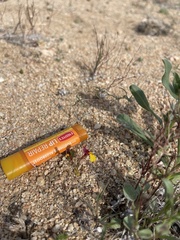 Erythranthe shevockii