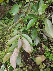 Photinia parvifolia