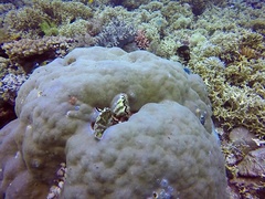 Epinephelus fasciatus