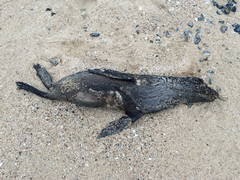 Arctocephalus townsendi