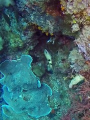 Parupeneus multifasciatus