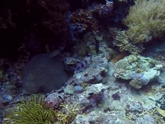 Parupeneus crassilabris