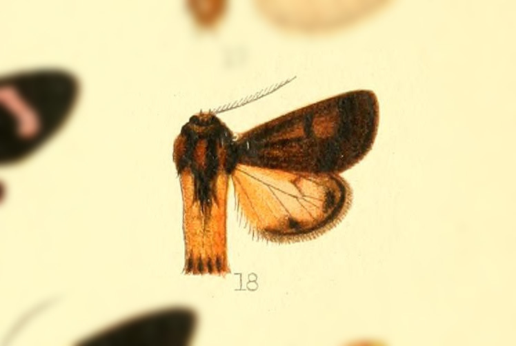 Paracles azollae