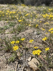 Pentachaeta fragilis