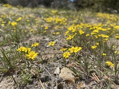 Pentachaeta fragilis