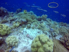 Caesio caerulaurea