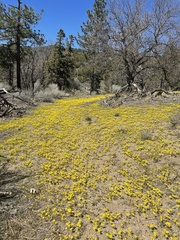 Pentachaeta fragilis