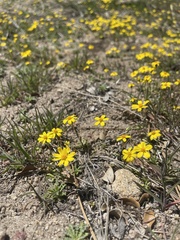 Pentachaeta fragilis