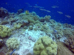 Pterocaesio digramma