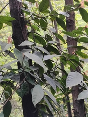 Ficus sarmentosa henryi