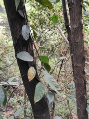 Ficus sarmentosa henryi