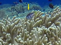 Paraluteres prionurus