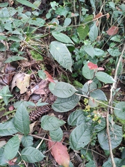 Ficus sarmentosa henryi