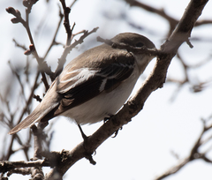 Ficedula semitorquata