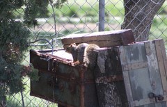Sciurus niger