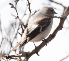 Ficedula semitorquata