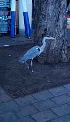 Ardea cinerea