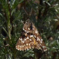 Athroolopha pennigeraria